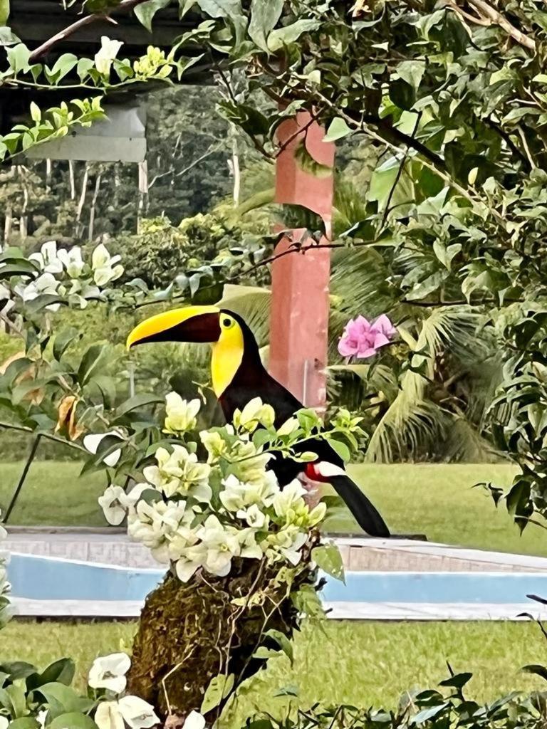 Cabana Rodeada De Naturaleza En San Carlos Quesada  외부 사진
